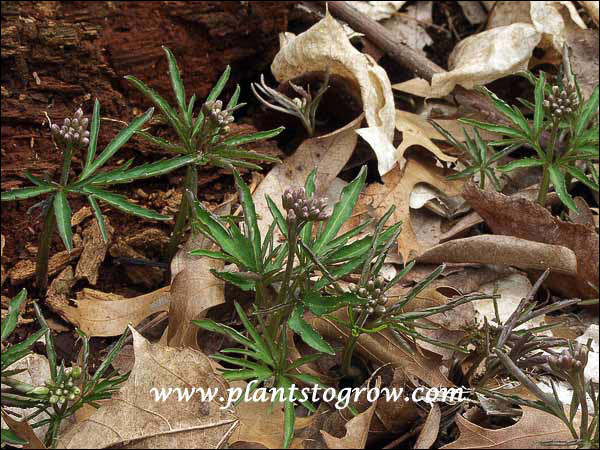 Early April and a few buds are starting to show.